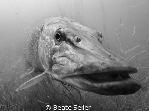 Northern pike S/W by Beate Seiler 